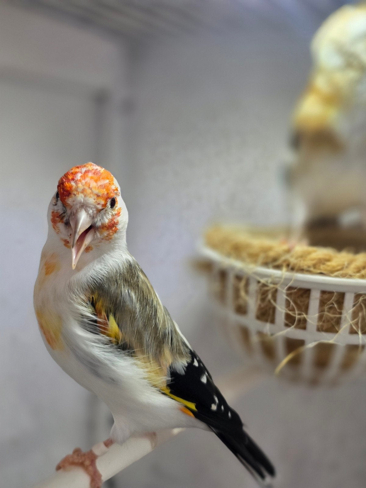 Je arrête  mon élevage Chardonneret major mutation, Animaux & Accessoires, Oiseaux | Canaris, Femelle