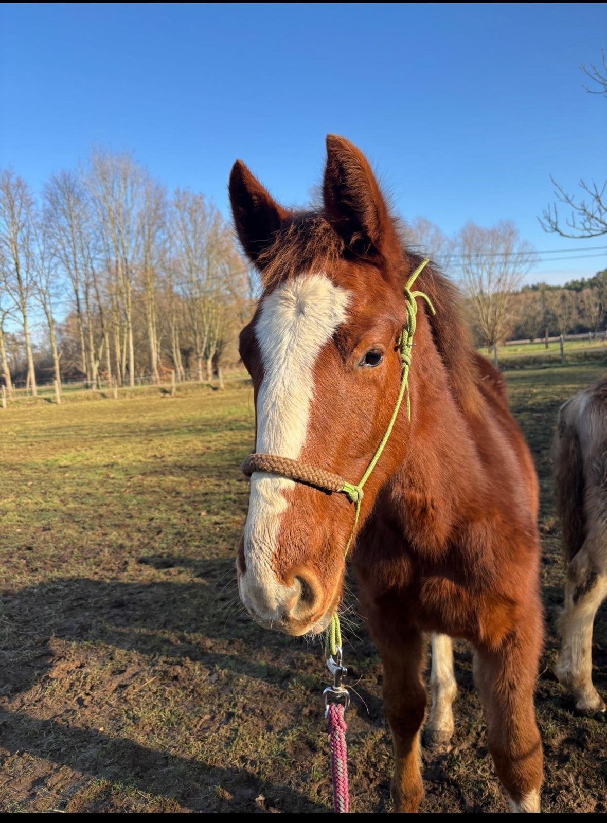 Prachtige vosse jaarling hengst met topkarakter, Dieren en Toebehoren, Paarden, Hengst, Met stamboom, 0 tot 2 jaar