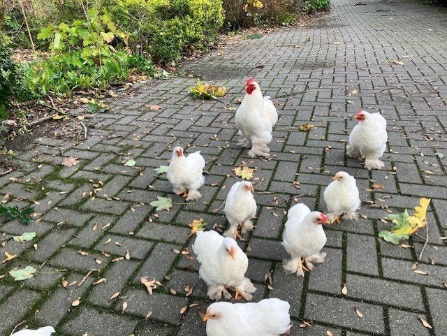 Gratis af te halen: 3 jonge Cochin kriel haantjes, Mannelijk, Kip