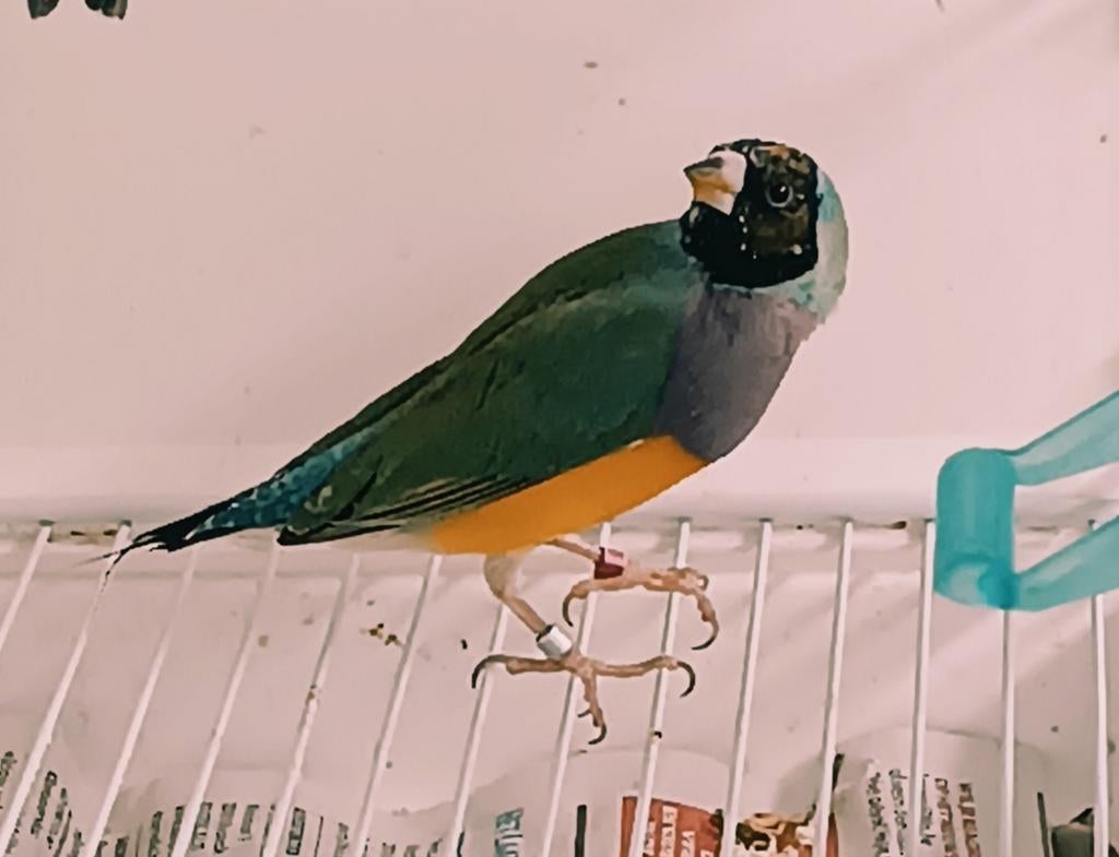 Gouldamandine, Dieren en Toebehoren