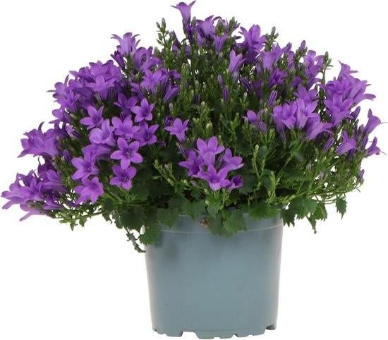 Campanule vivace violette, Jardin & Terrasse, Plantes | Jardin, Enlèvement