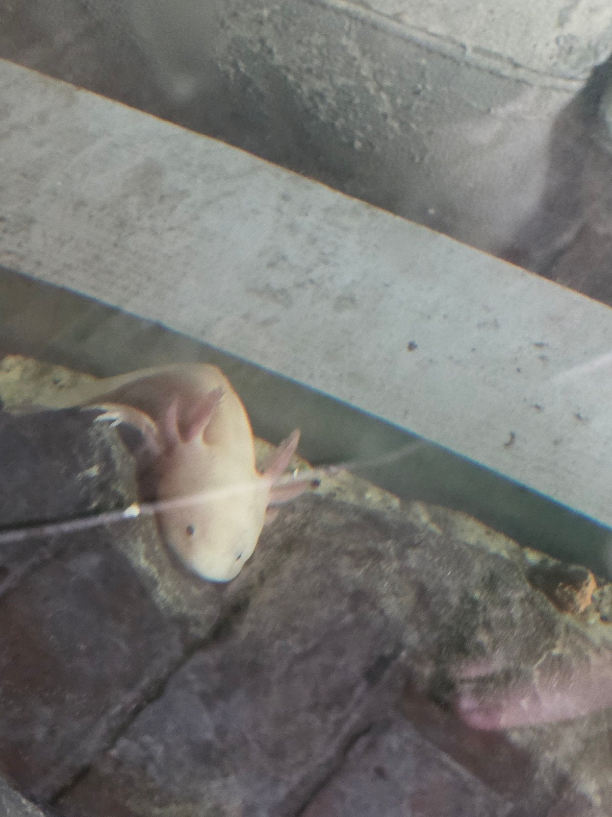 axolotl, Dieren en Toebehoren, Reptielen en Amfibieën