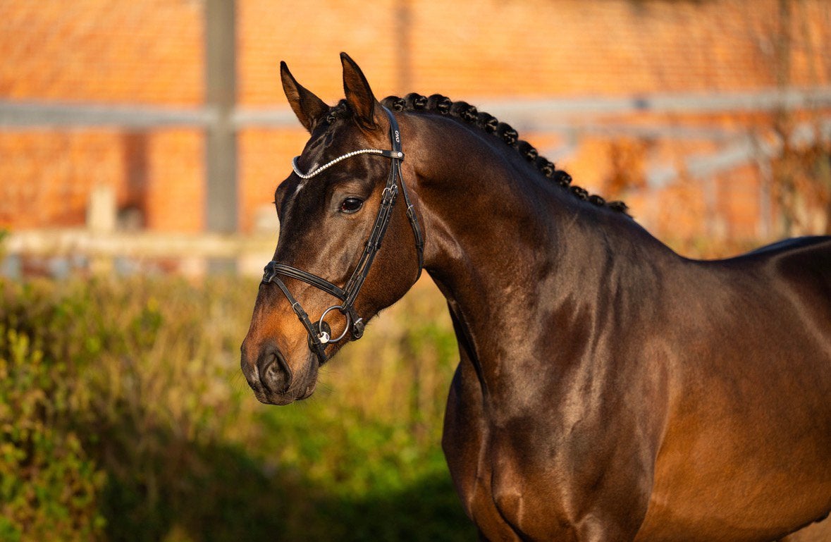 Veelbelovende 4-jarige KWPN ruin (Livius x San Remo), Dieren en Toebehoren, Ruin, Dressuurpaard, 3 tot 6 jaar, 165 tot 170 cm