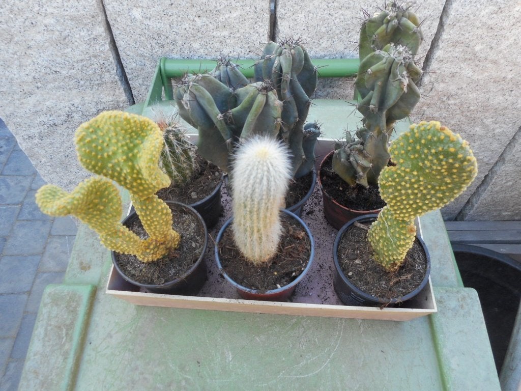 Planten, Ophalen of Verzenden, Vaste plant, Overige soorten, Volle zon