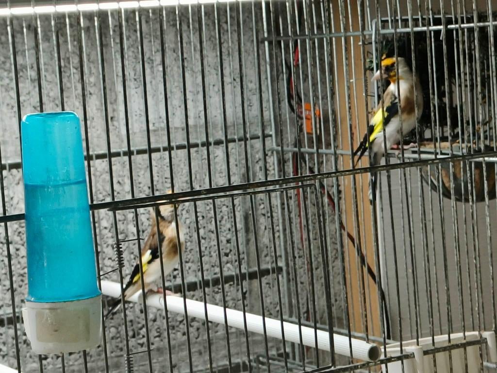 putters te koop, Dieren en Toebehoren, Vogels | Overige Vogels, Wildzangvogel, Meerdere dieren, Geringd