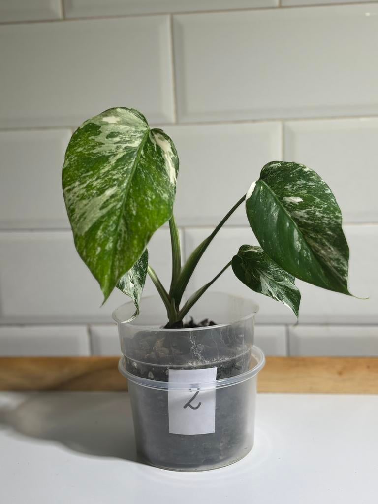 monstera deliciosa variegata, Huis en Inrichting, Kamerplanten, Ophalen