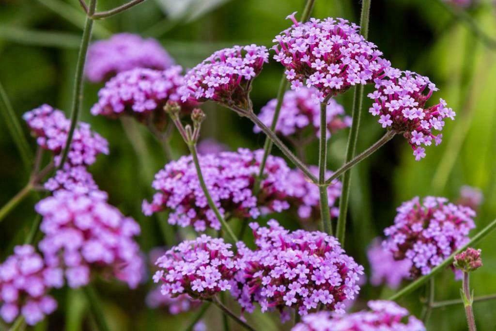 Verbena bonariensis, Tuin en Terras, Ophalen, Vaste plant, Volle zon