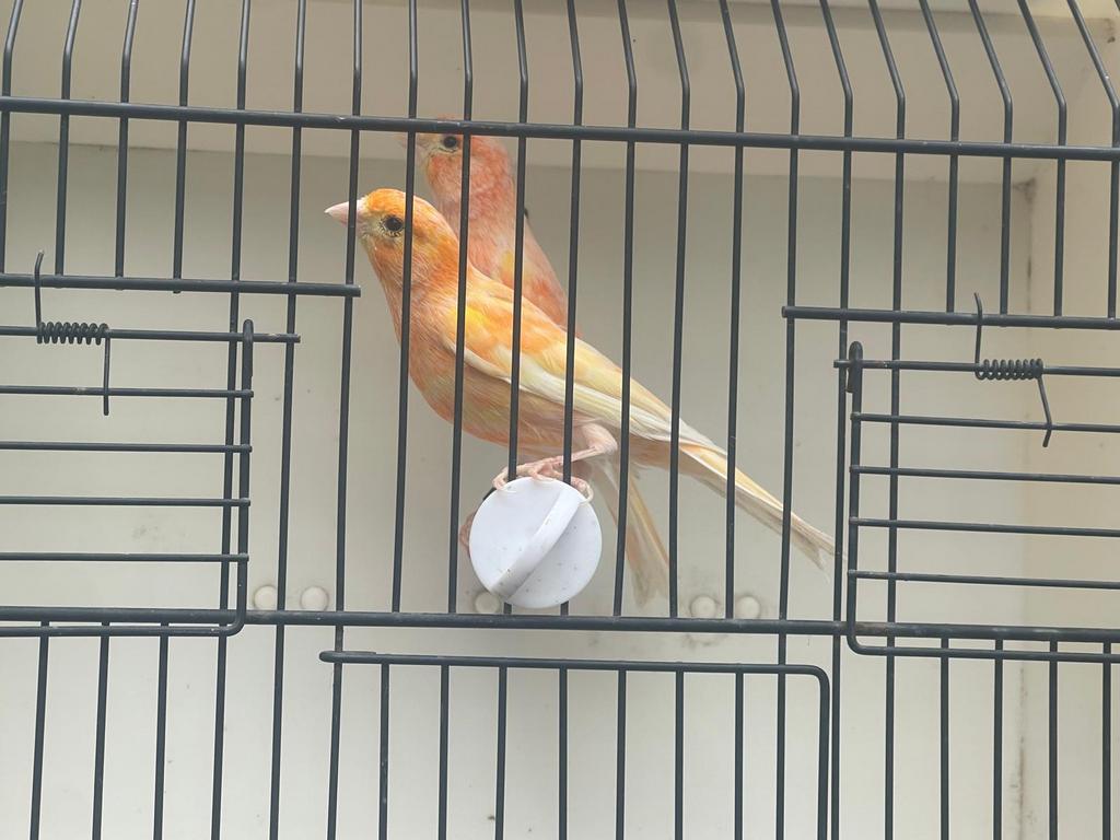 Kanarie koppel, Plusieurs animaux, Canari de couleur