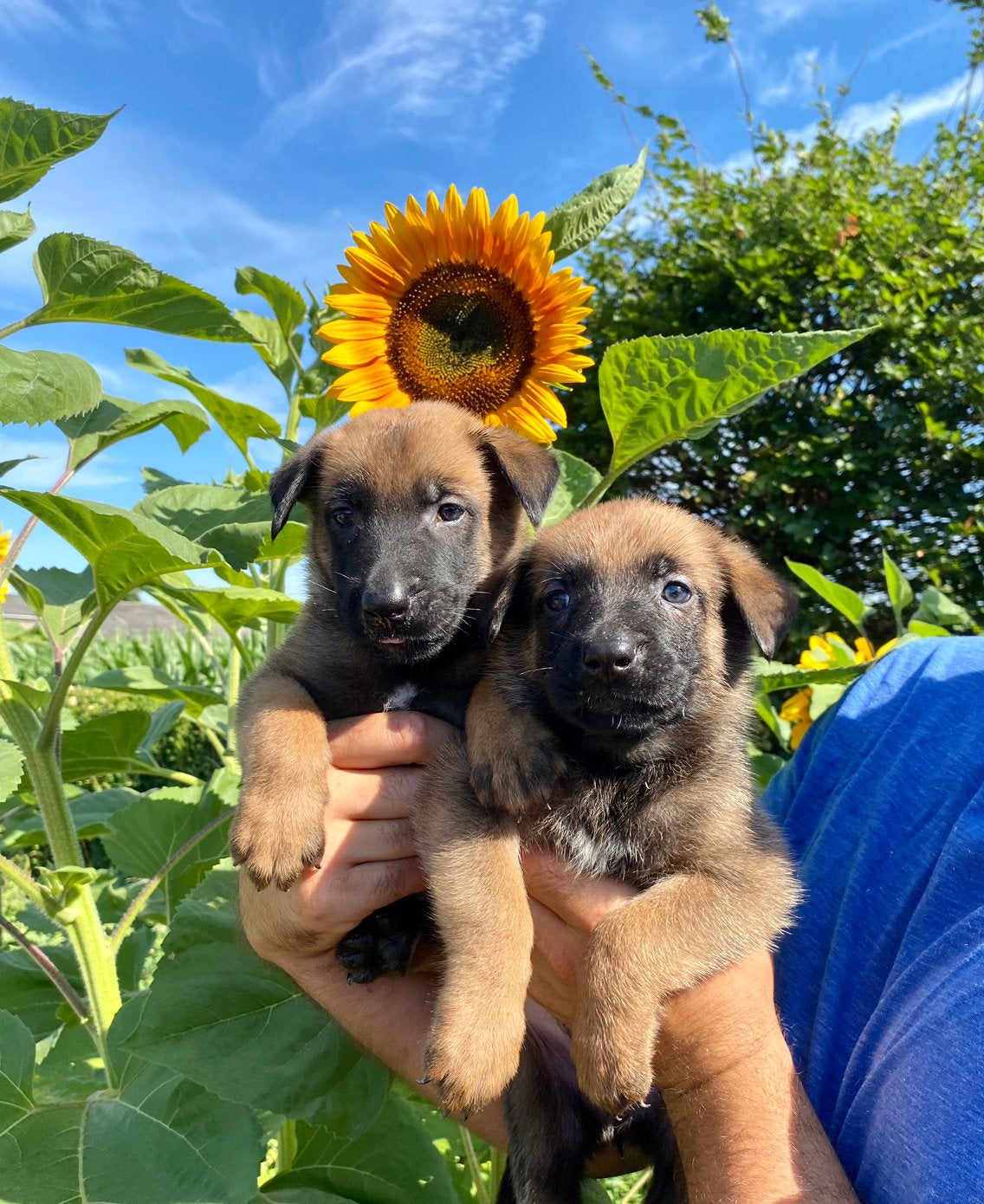 Prachtige Mechelse Herder pups bij ons op de boerderij !🌻🌞, Dieren en Toebehoren, Honden | Herdershonden en Veedrijvers, Meerdere dieren