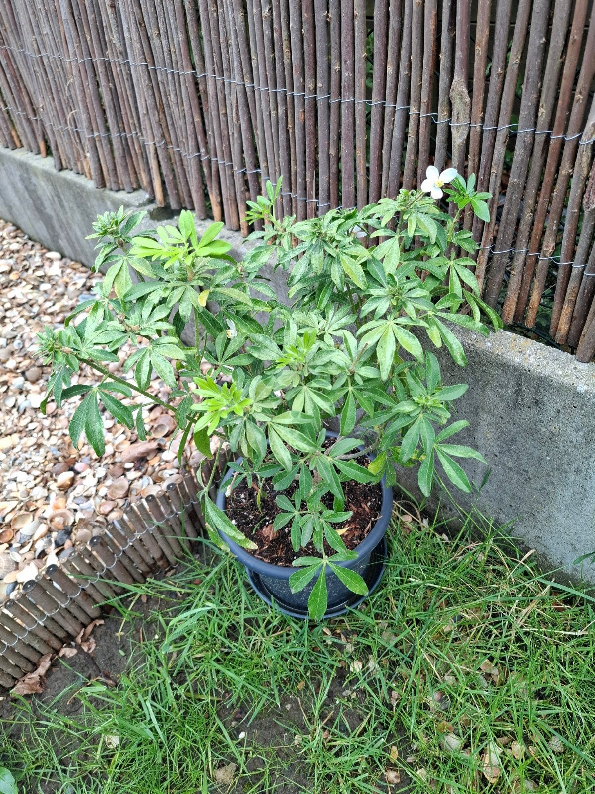 Mooie jonge plant met witte bloemen, Tuin en Terras, Ophalen