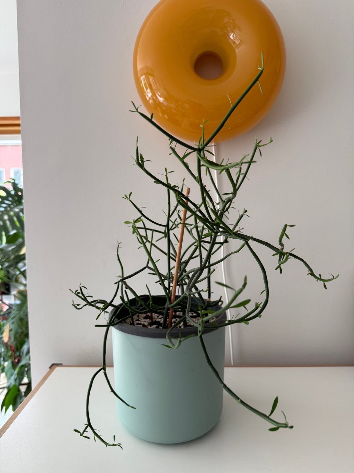 Euphorbia Tirucalli (potloodlant) cactus - 50cm hoog, Ophalen, Cactus