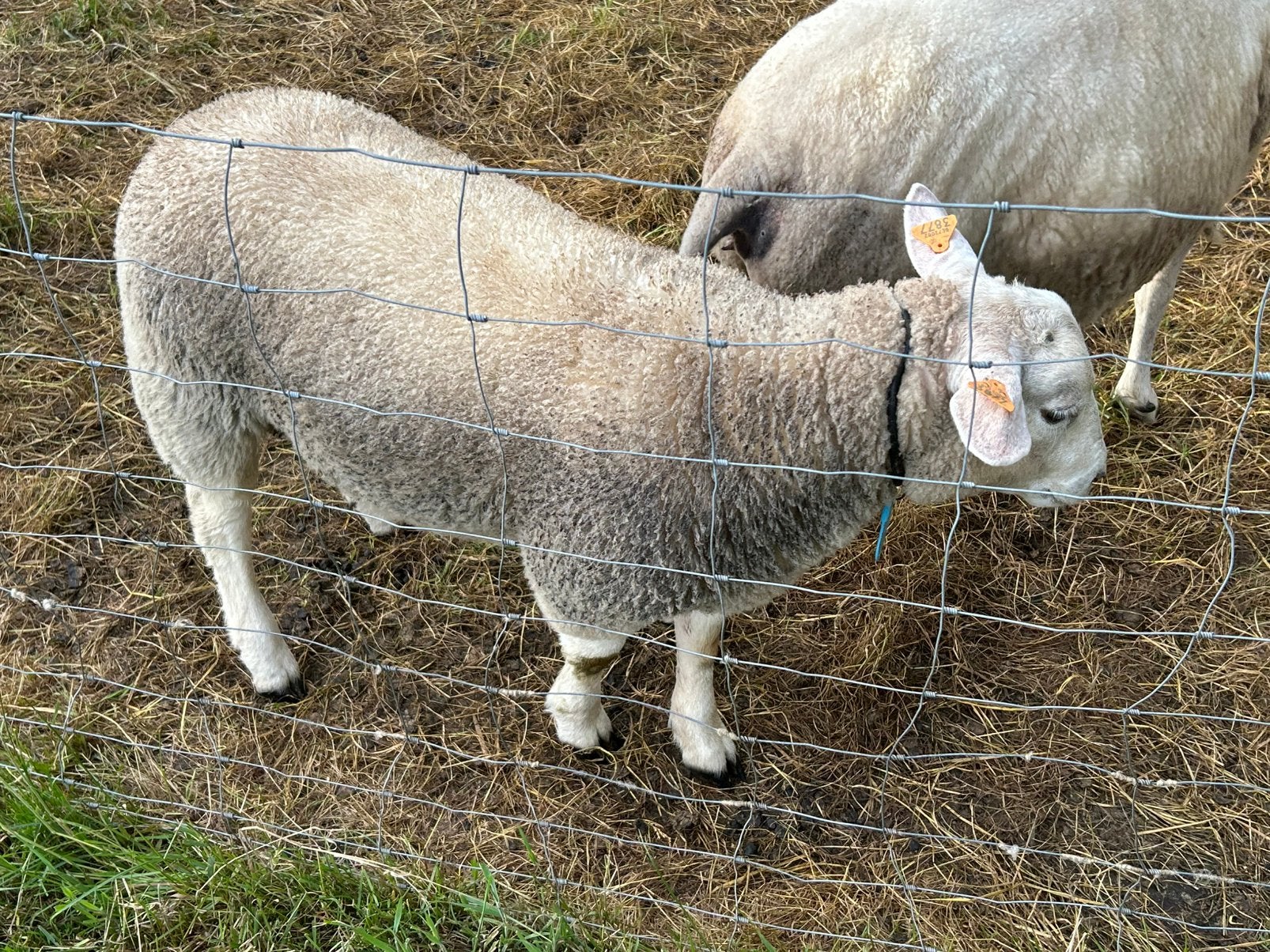 Dekram kruising swifter met franse texelaar, Dieren en Toebehoren, Mannelijk, Schaap, 0 tot 2 jaar