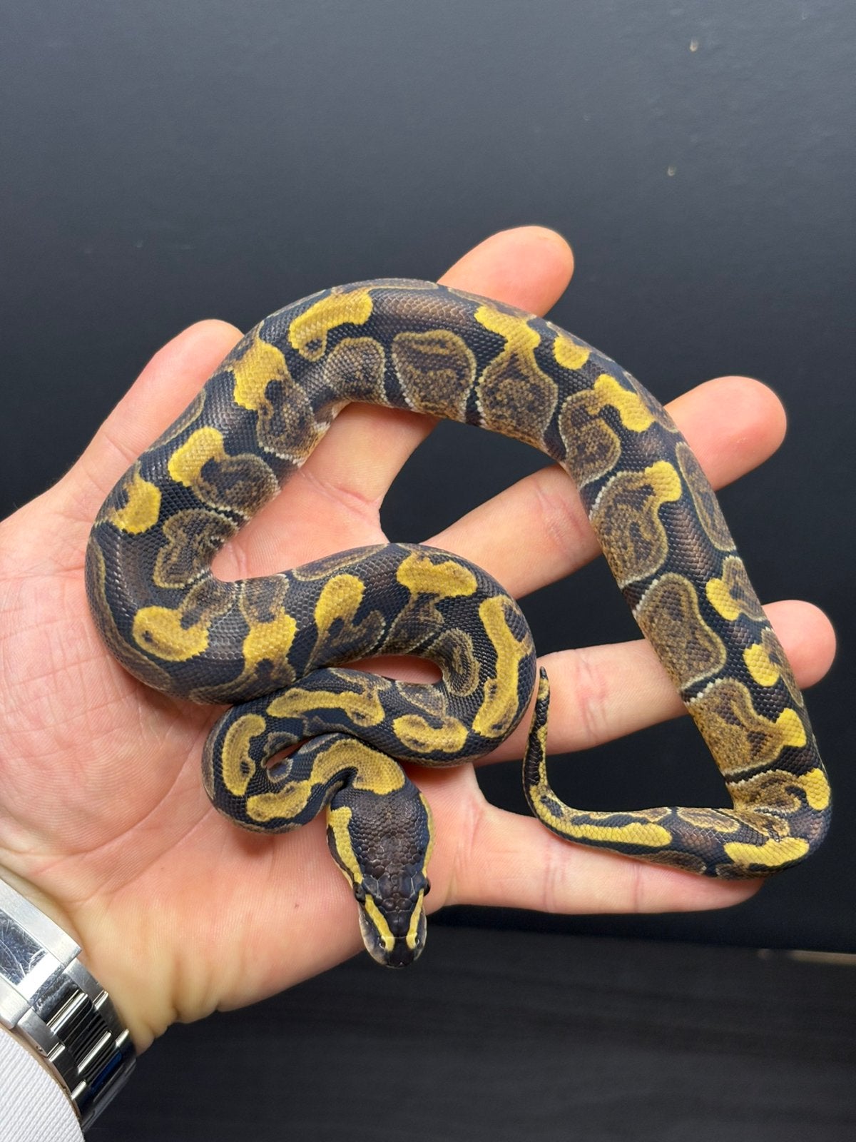 0.1 ghi het hypo 66% het clown, Dieren en Toebehoren, Reptielen en Amfibieën, Slang, Tam, 0 tot 2 jaar