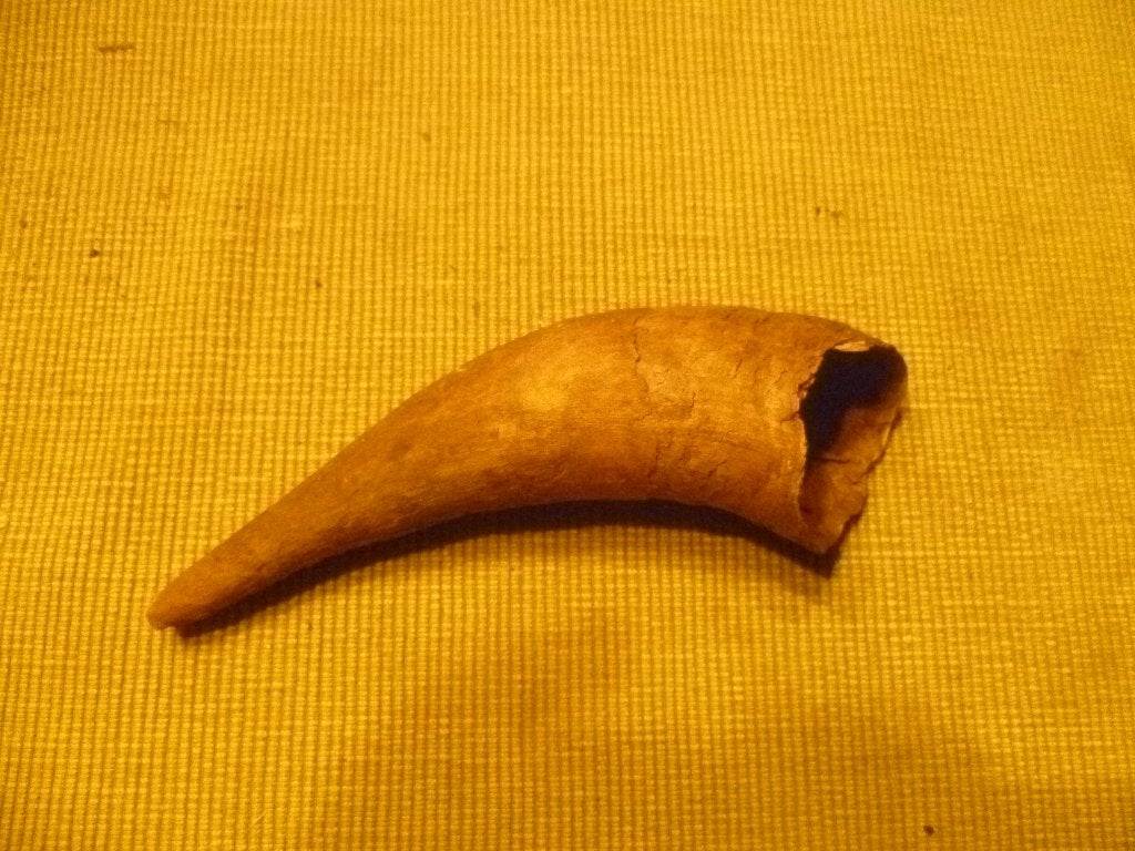 oude dieren hoorn, Verzamelen, Ophalen
