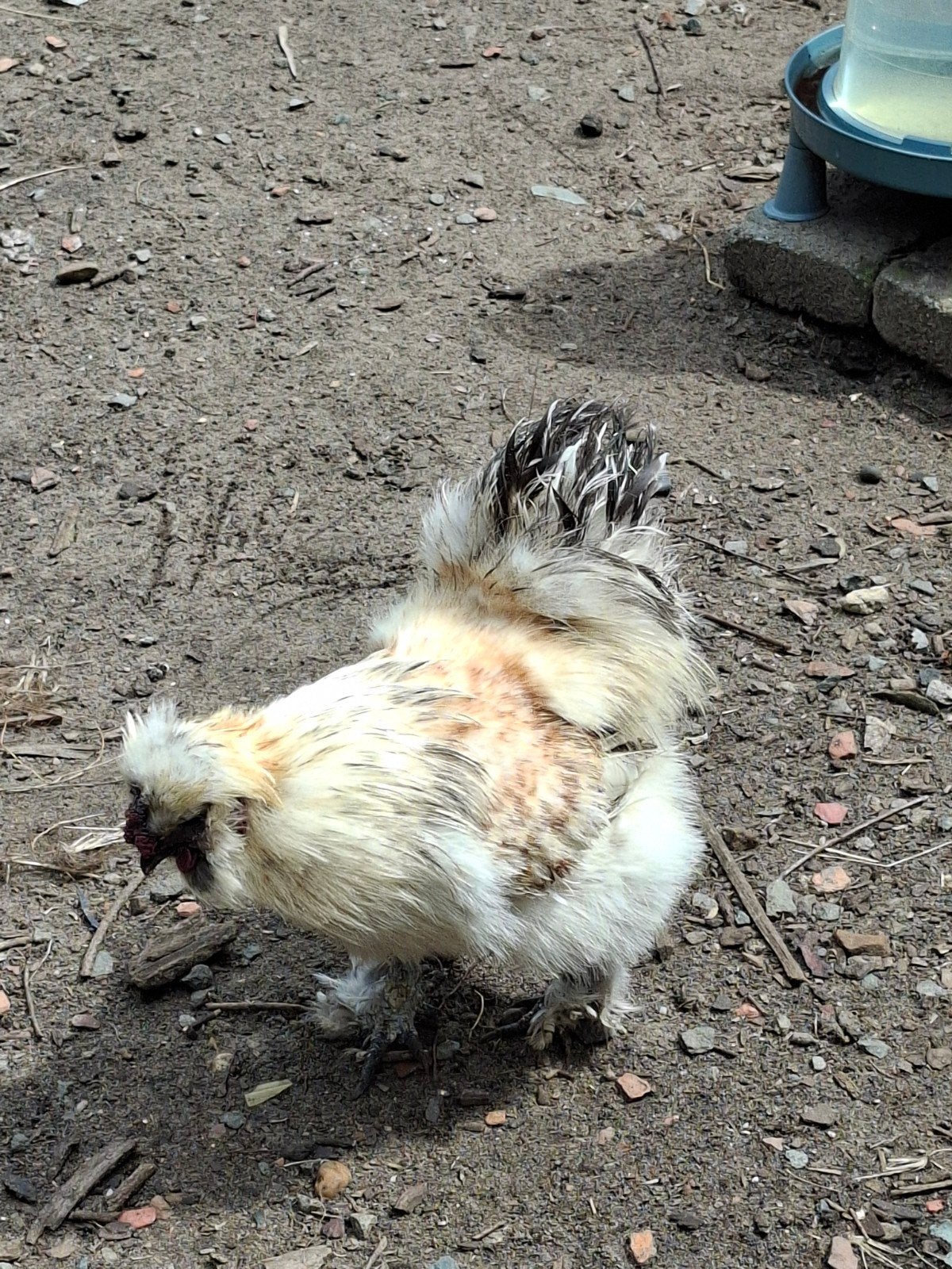 Zijdehoen haan te geef, regio Lille Belgie (1 jaar oud), Dieren en Toebehoren