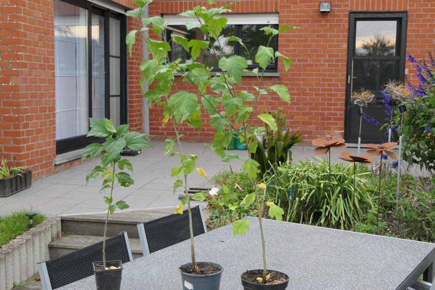 hibiscus, Ophalen, Zomer