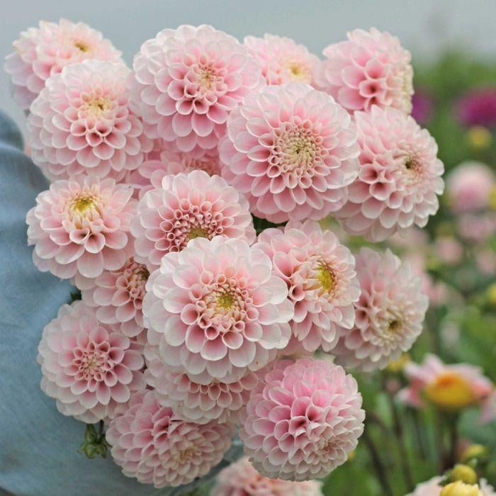 Mooie opgepotte dahlia's, Ophalen, Voorjaar, Volle zon, Bloembol