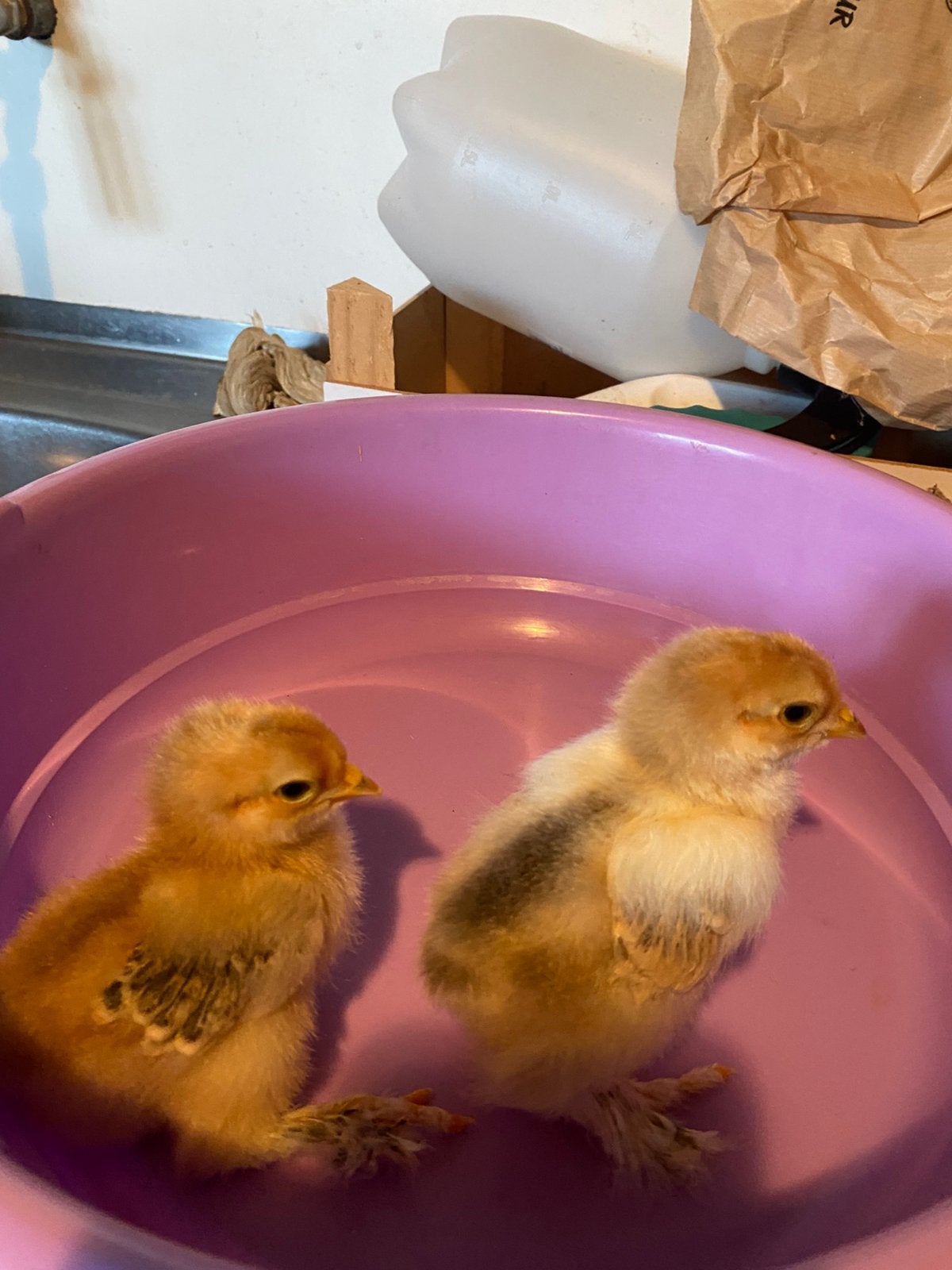 2 kuikentjes brahma, Dieren en Toebehoren, Geslacht onbekend