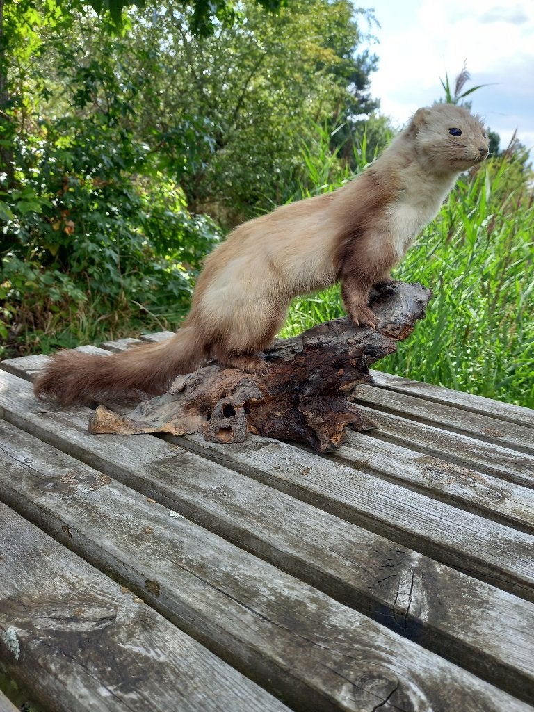 OPGEZETTE STEENMARTER, Verzamelen, Dierenverzamelingen, Ophalen, Wild dier