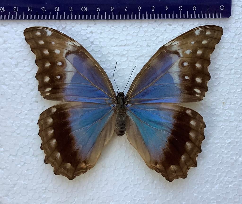 Morpho didius, vrouwelijke vlinder, Verzamelen, Ophalen of Verzenden