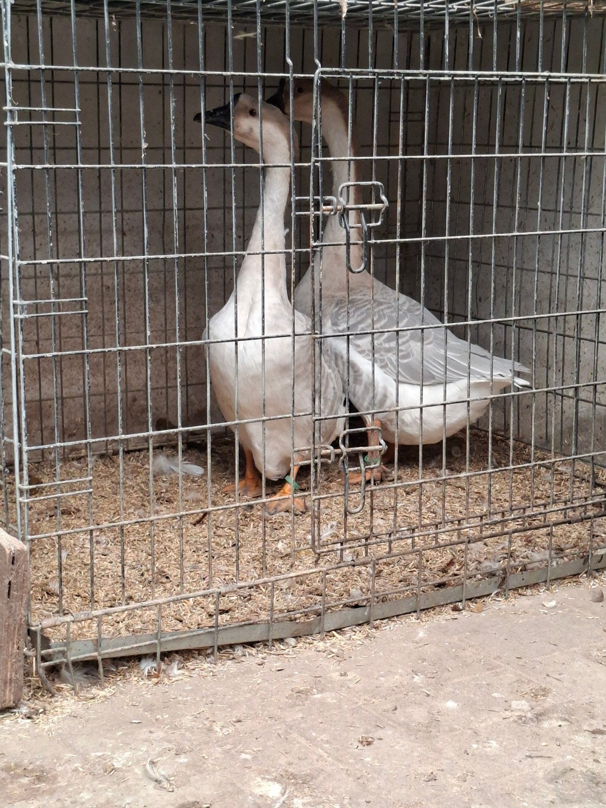 Lavendel knobbelgans koppel, Meerdere dieren, Gans of Zwaan