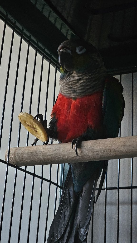 mooie uitzonderlijke pyrrhura, Dieren en Toebehoren, Meerdere dieren, Parkiet, Tam