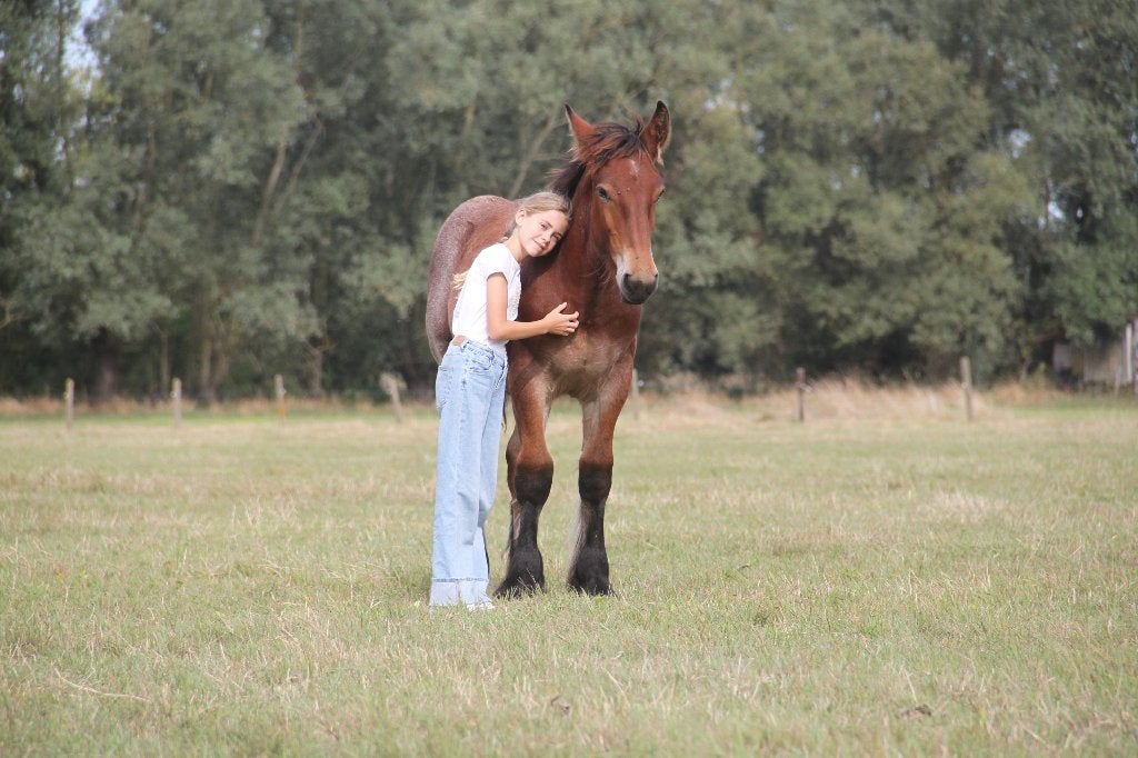 trekpaard, Étalon, Avec pedigree