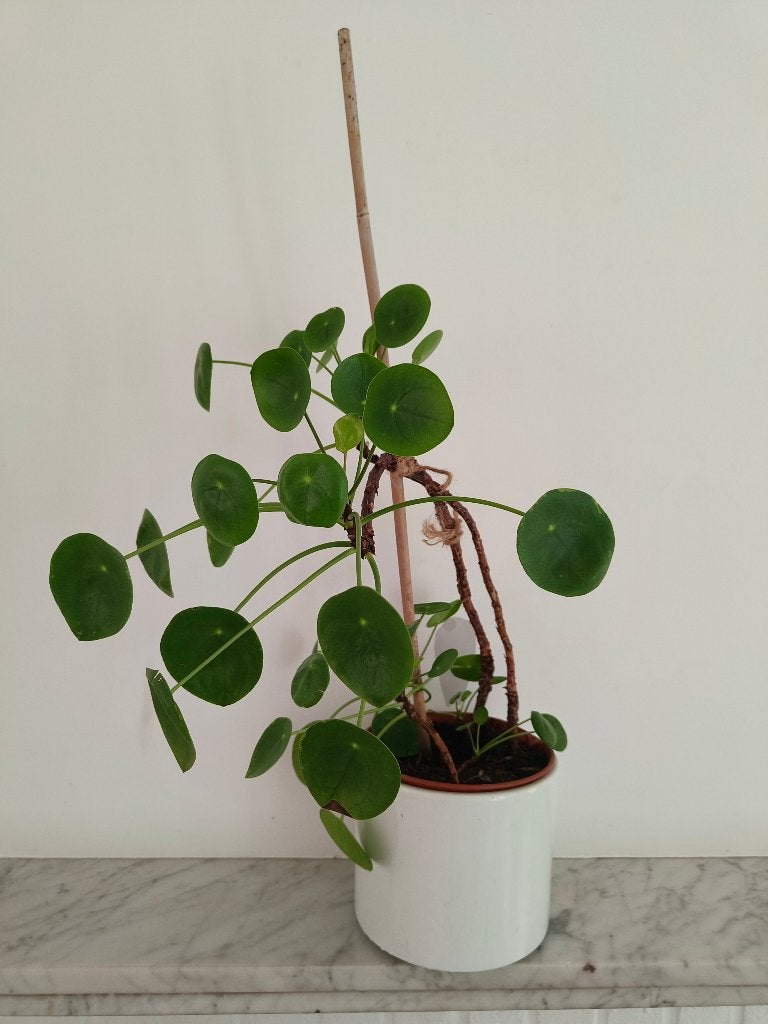 Grande plante à crêpes - Pilea peperomioides, Autres espèces, En pot, Moins de 100 cm, Enlèvement