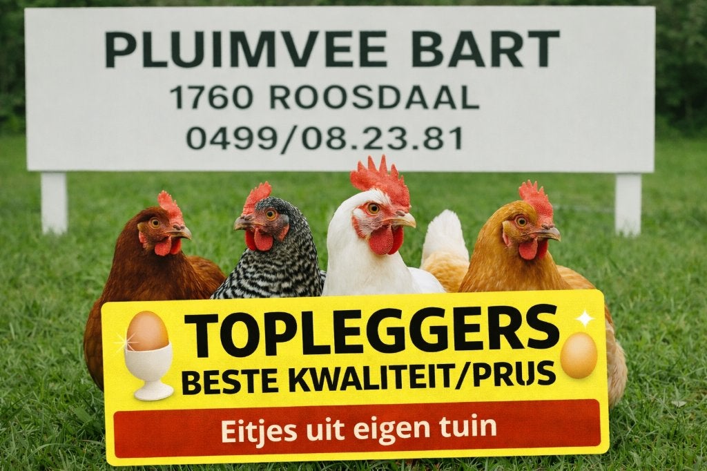 Volaille BART 1760 Roosdaal Large gamme 0499/08.23.81, Femelle, Poule ou poulet