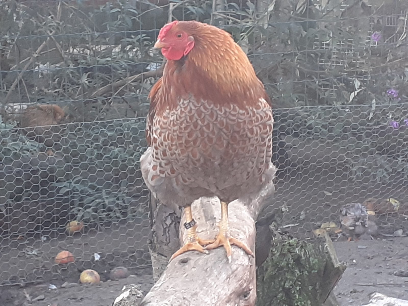 Goud blauw gezoomde wyandotte kriel haan, Dieren en Toebehoren, Pluimvee