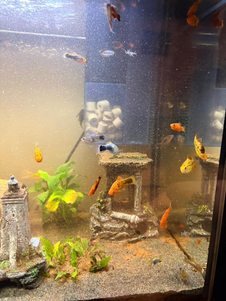 30/40-tal aquariumvissen te koop, Poisson, Poisson d'eau douce, Banc de poissons
