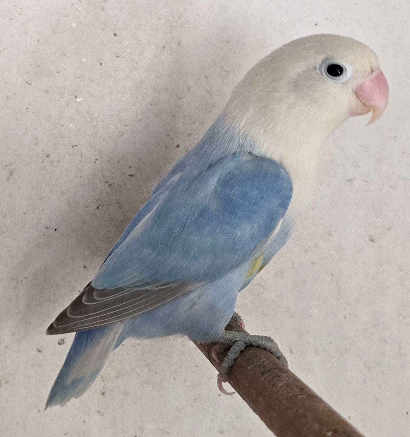 Dilute Blauw Opaline Pop 2024, Dieren en Toebehoren, Vrouwelijk, Dwergpapegaai of Agapornis, Geringd