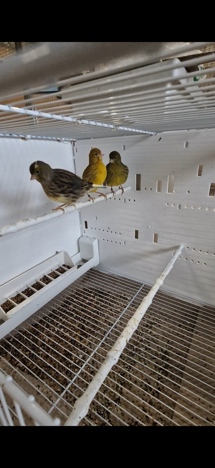 3 Fife Fancy kanaries, Dieren en Toebehoren
