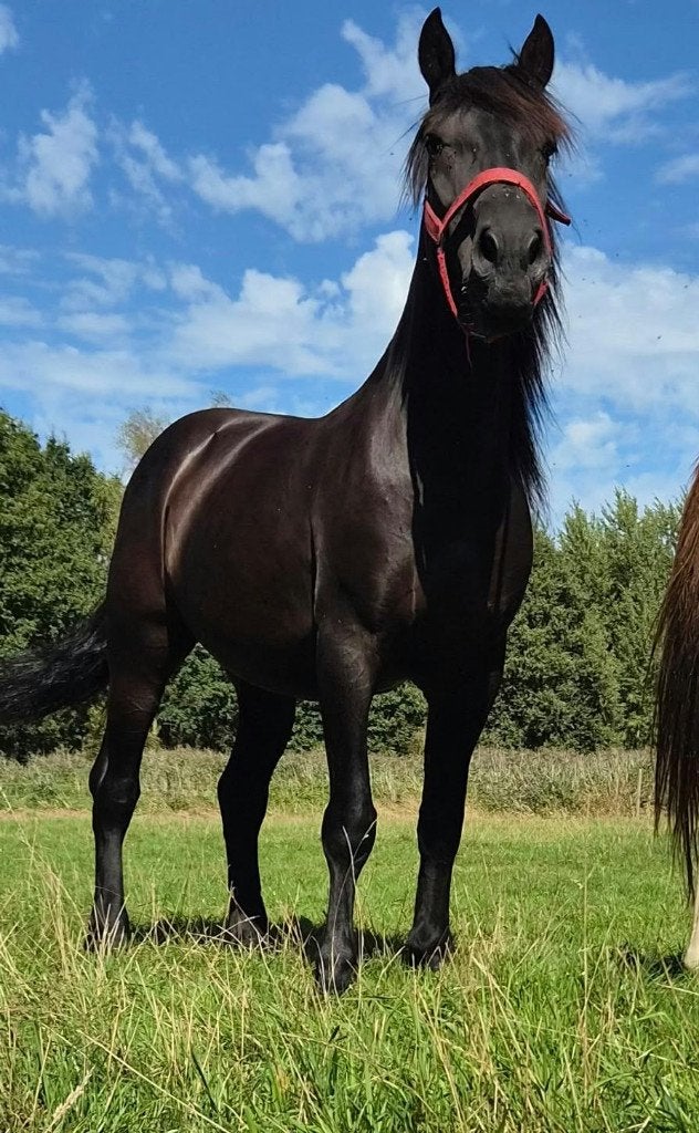 Zeer lieve ruin, Dieren en Toebehoren, Paarden, Gechipt, Ruin, Zadelmak, 170 tot 175 cm