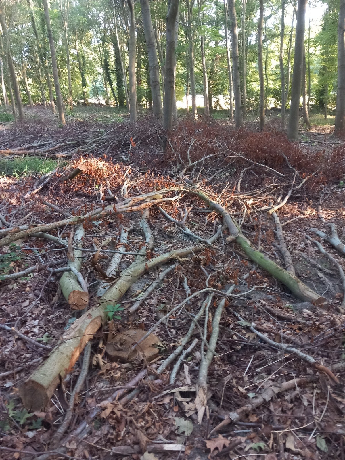 bois de chauffage, Jardin & Terrasse, Bois de chauffage, Branches, Hêtre, 6 m³ ou plus, Enlèvement
