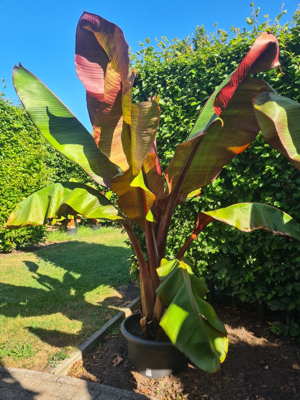 Rode bananenplanten, Ophalen