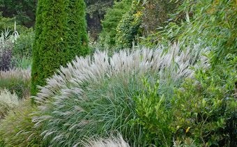 Miscanthus sinensis 'Yakushima Dwarf', Jardin & Terrasse, Plantes | Jardin, Automne, Plein soleil, Enlèvement, Graminées ornementales