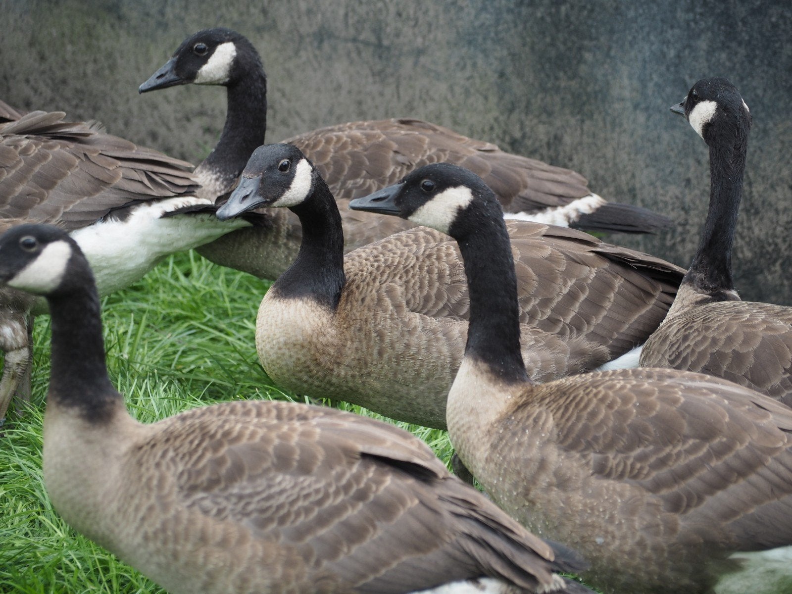 Ganzen canadaganzen, Animaux & Accessoires, Volatiles, Plusieurs animaux, Oie ou Cygne