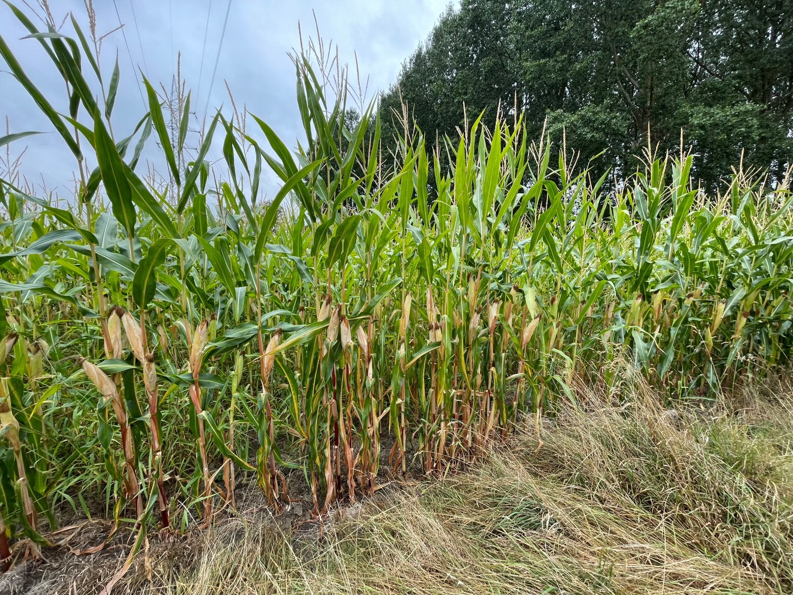 1,52 ha mais in Alken, Ophalen