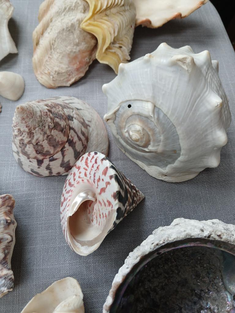 Coquillages anciens de collection, Collections, Enlèvement