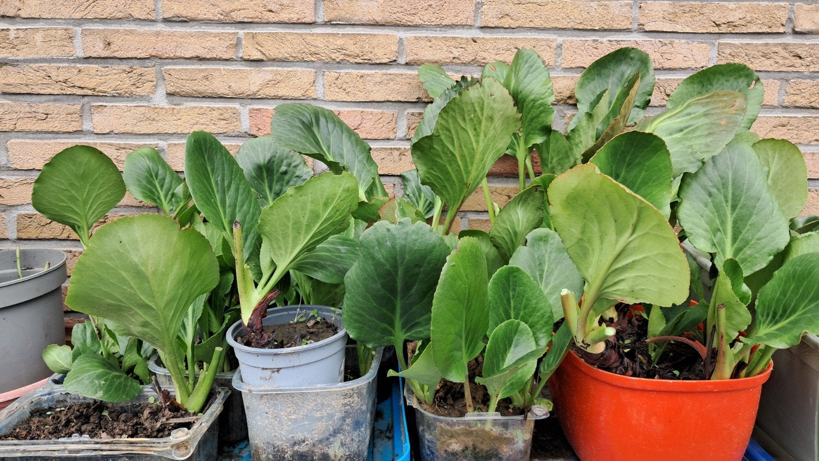 Bergenia's (schoenlappersplanten) in pot, Tuin en Terras, Planten | Tuinplanten, Ophalen, Lente, Bodembedekkers