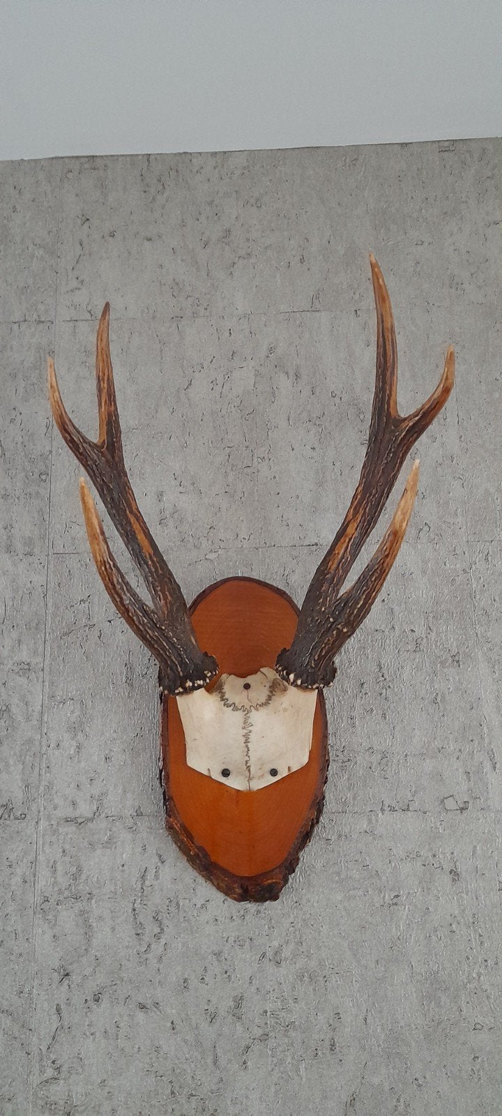 hertengewei, Ophalen of Verzenden