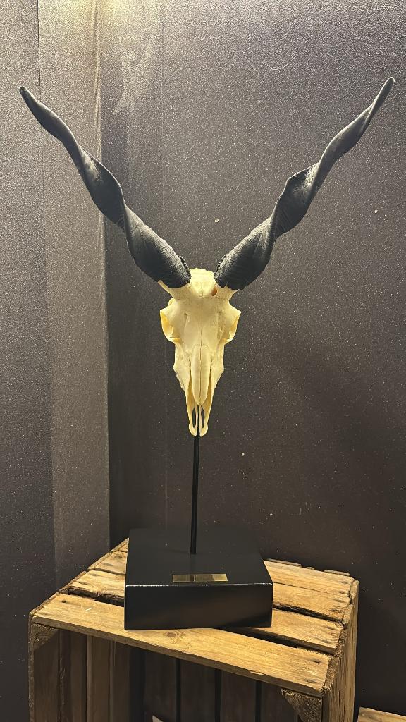 Authentieke Hongaarse Racka Ram op display, Ophalen of Verzenden, Nieuw, Wild dier, Schedel