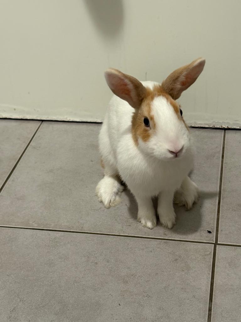 Konijn, Plusieurs animaux, Nain, 0 à 2 ans