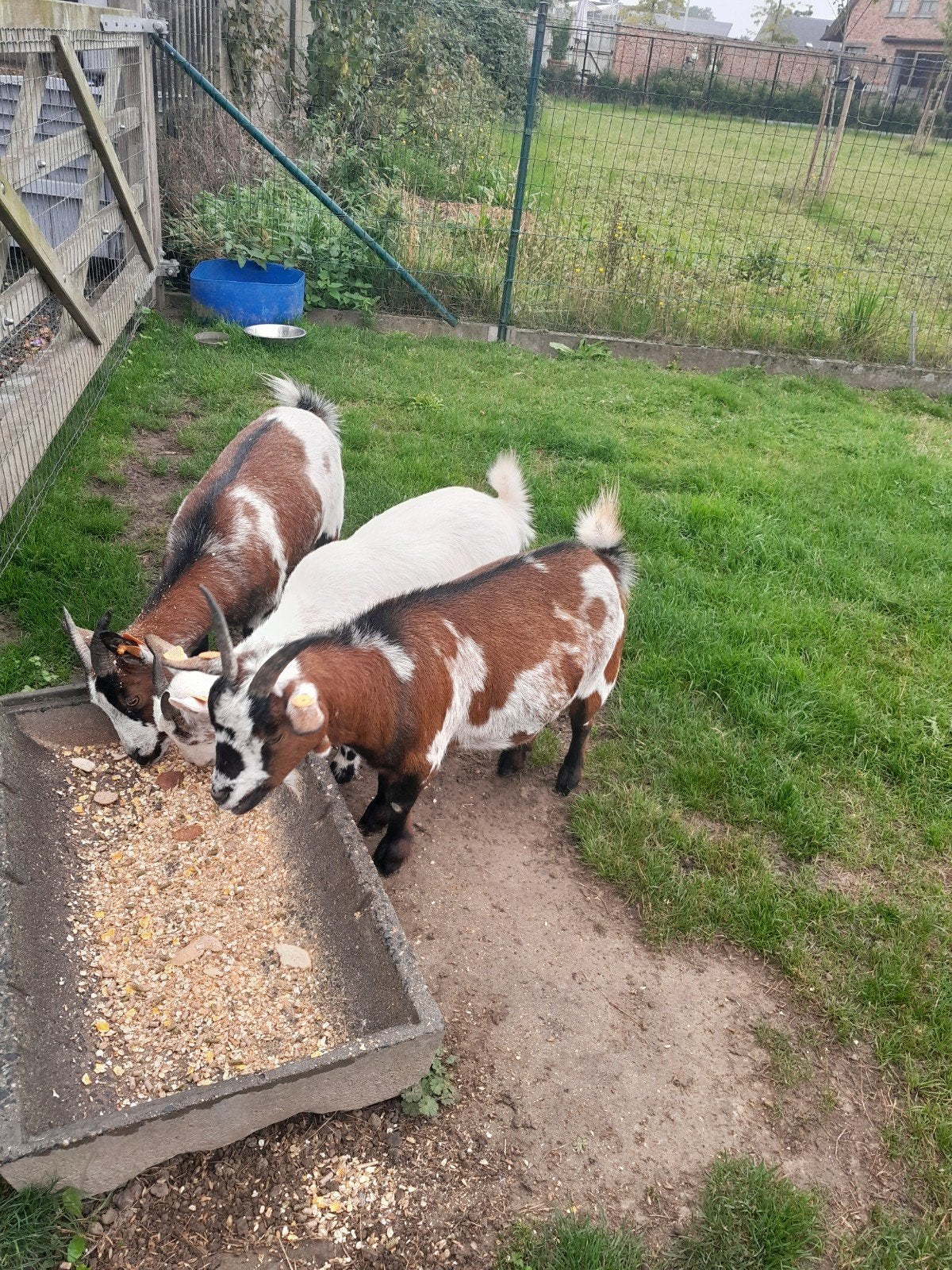 geitjes, Dieren en Toebehoren