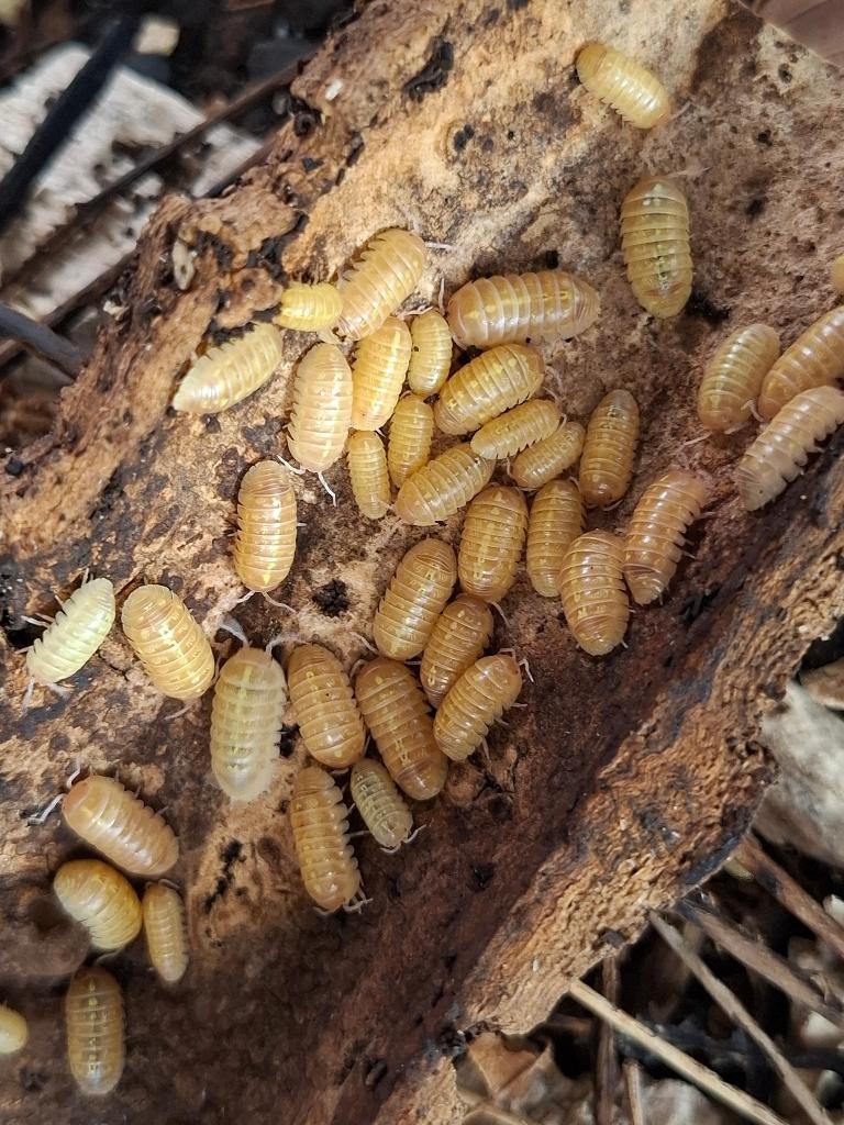 Isopods - Armadillidium vulgare Albino, Dieren en Toebehoren, Overige soorten