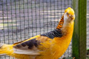 Fazanten, Dieren en Toebehoren, Pluimvee, Meerdere dieren, Overige soorten