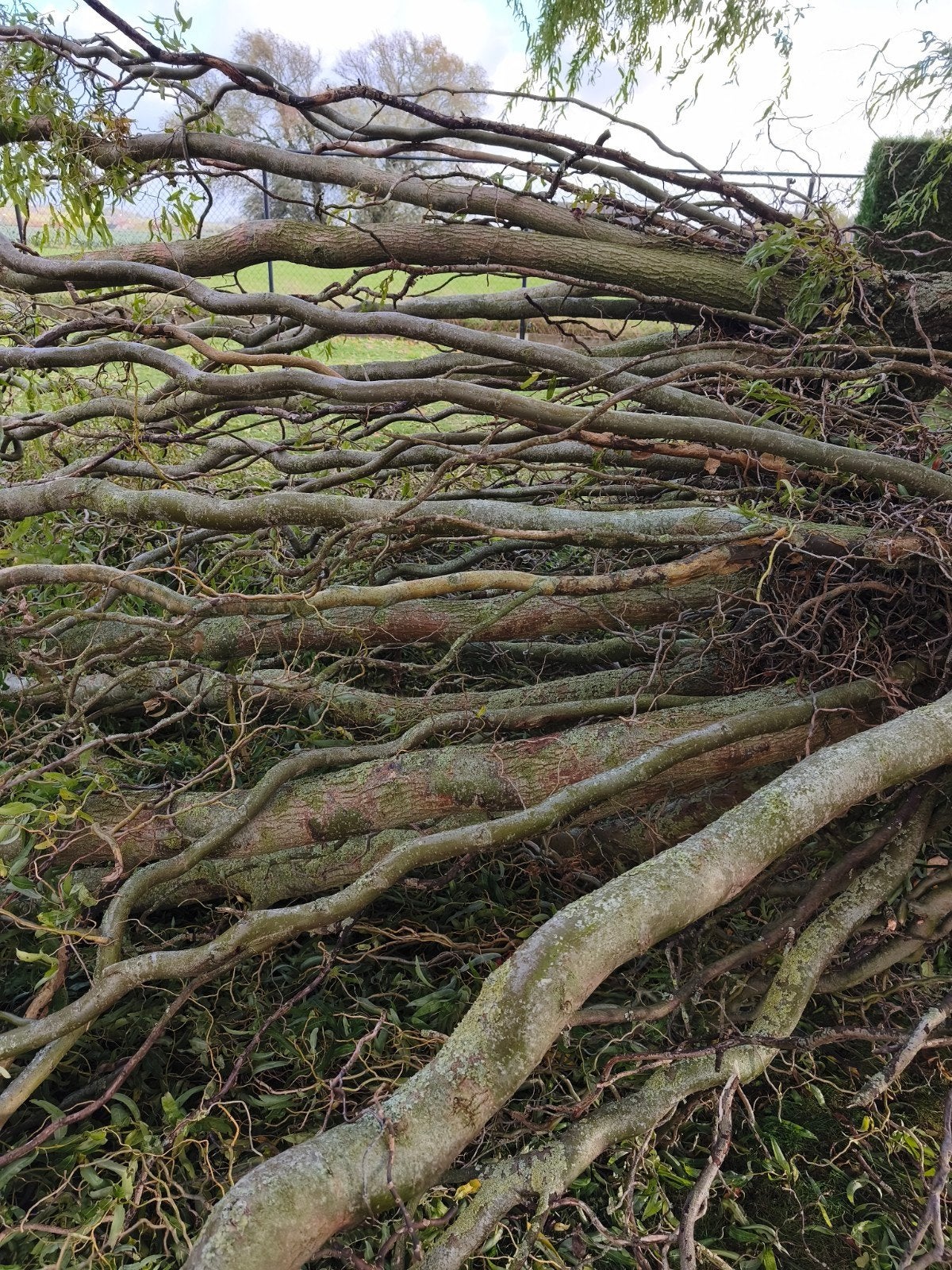 Gratis, Tuin en Terras, Ophalen