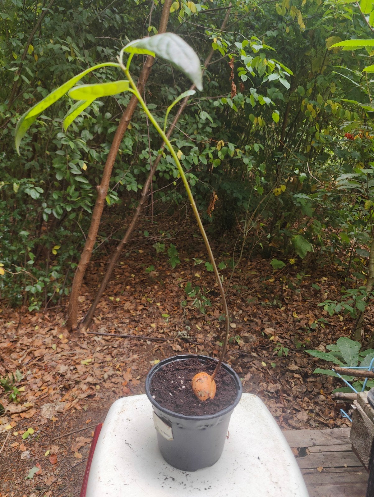 Advocado plant, Tuin en Terras, Planten | Fruitbomen, Ophalen