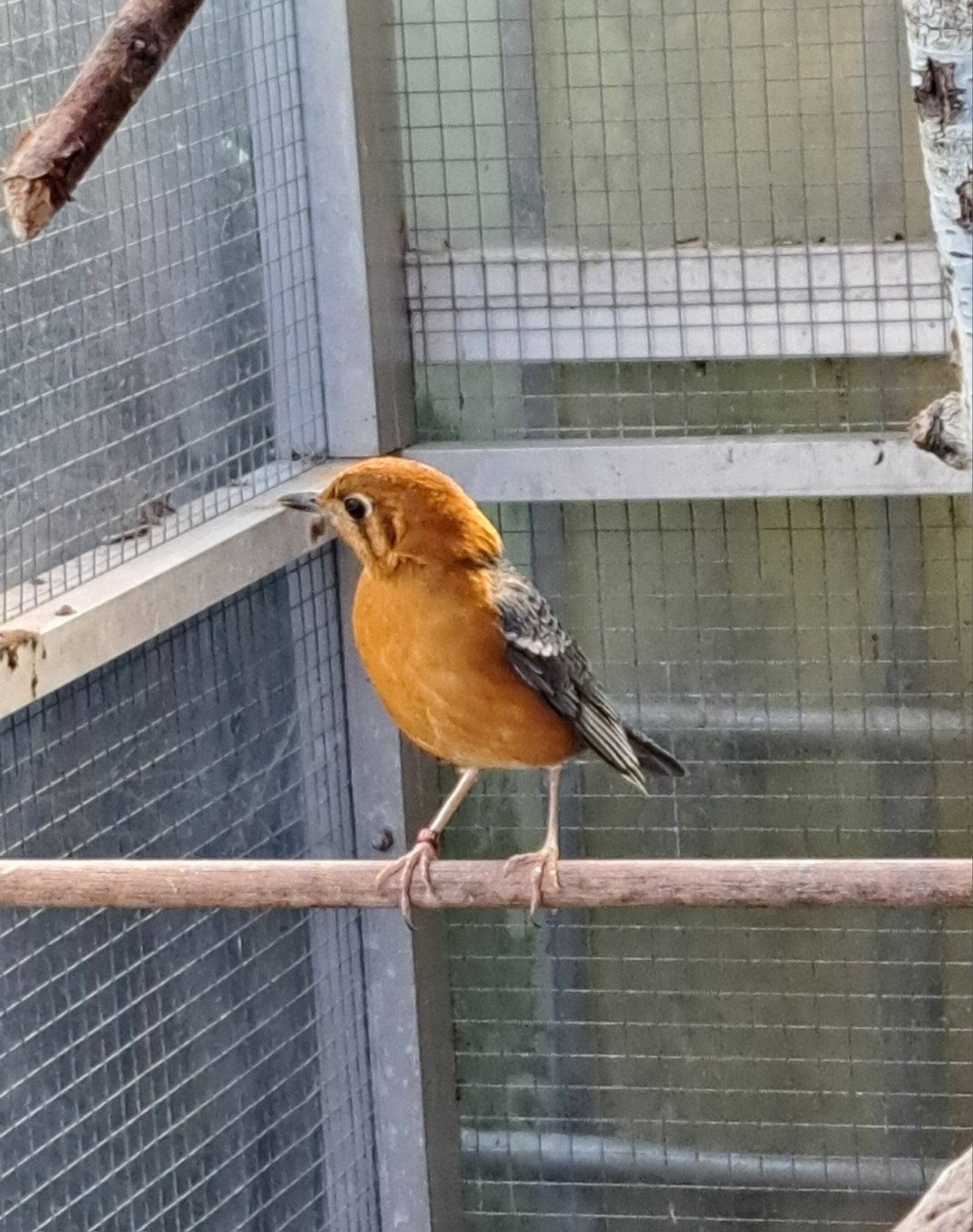 Dama lijsters, Dieren en Toebehoren, Meerdere dieren, Tropenvogel, Geringd